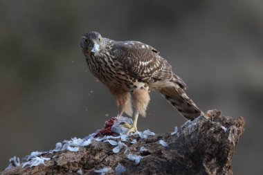Avcılık Avrasya çakır kuşu