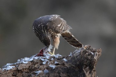 Avcılık Avrasya çakır kuşu