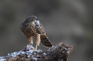 Avcılık Avrasya çakır kuşu
