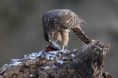 Avcılık Avrasya çakır kuşu