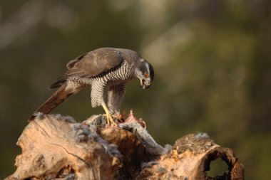 Avcılık Avrasya çakır kuşu