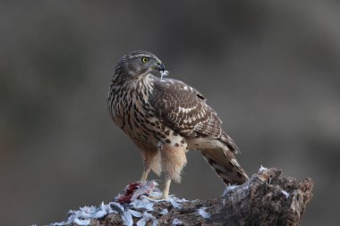 Avcılık Avrasya çakır kuşu