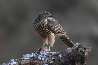 Avcılık Avrasya çakır kuşu