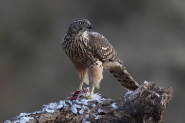 Avcılık Avrasya çakır kuşu