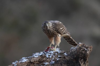 Avcılık Avrasya çakır kuşu