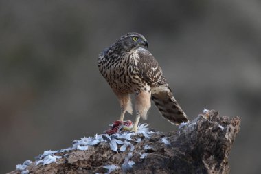 Avcılık Avrasya çakır kuşu