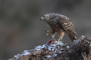 Avcılık Avrasya çakır kuşu