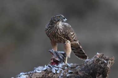 Avcılık Avrasya çakır kuşu