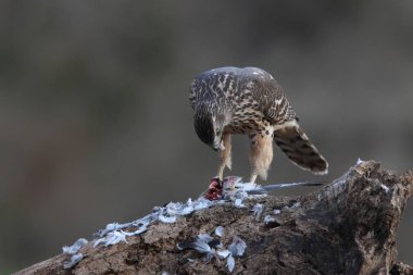Avcılık Avrasya çakır kuşu