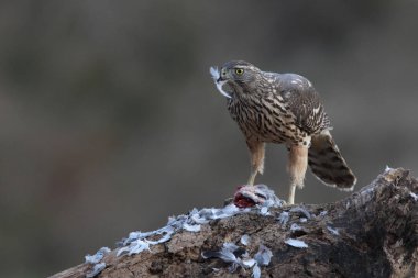 Avcılık Avrasya çakır kuşu