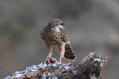 Avcılık Avrasya çakır kuşu