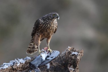 Avcılık Avrasya çakır kuşu