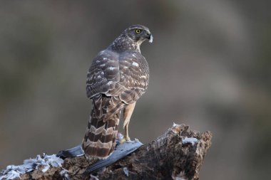 Avcılık Avrasya çakır kuşu