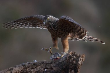 Avcılık Avrasya çakır kuşu