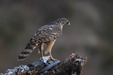 Avcılık Avrasya çakır kuşu