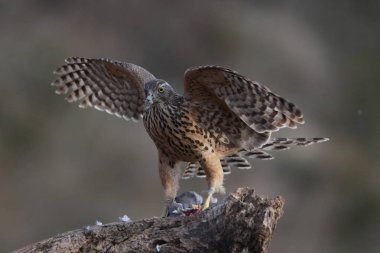 Avcılık Avrasya çakır kuşu