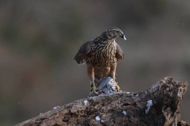 Avcılık Avrasya çakır kuşu