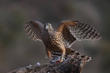 Avcılık Avrasya çakır kuşu