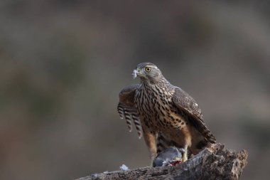 Avcılık Avrasya çakır kuşu