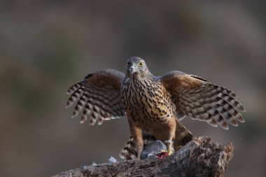 Avcılık Avrasya çakır kuşu