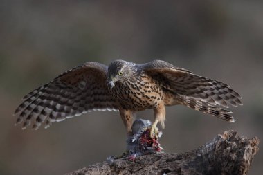 Avcılık Avrasya çakır kuşu
