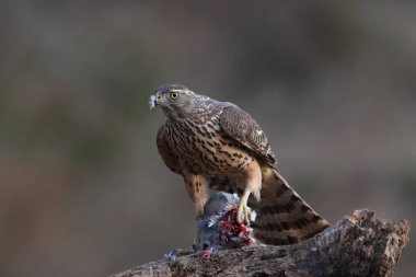 Avcılık Avrasya çakır kuşu