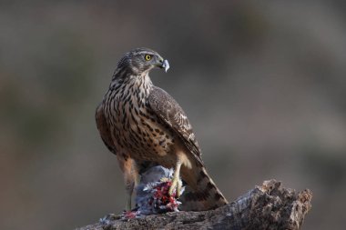 Avcılık Avrasya çakır kuşu