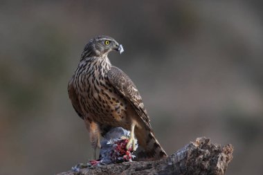 Avcılık Avrasya çakır kuşu