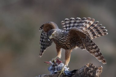Avcılık Avrasya çakır kuşu