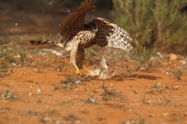 Avcılık Avrasya çakır kuşu