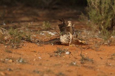 Avcılık Avrasya çakır kuşu