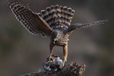 Avcılık Avrasya çakır kuşu