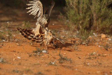 Avcılık Avrasya çakır kuşu