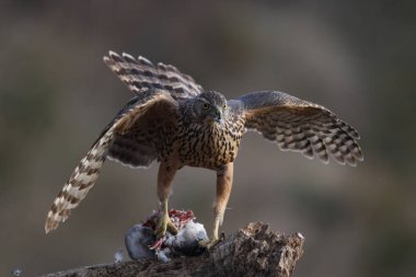 Avcılık Avrasya çakır kuşu