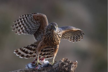 Avcılık Avrasya çakır kuşu