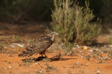Avcılık Avrasya çakır kuşu