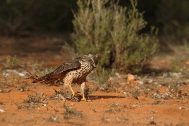 Avcılık Avrasya çakır kuşu