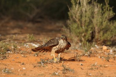 Avcılık Avrasya çakır kuşu