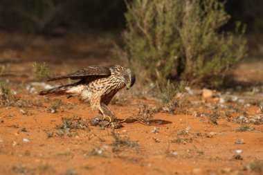 Avcılık Avrasya çakır kuşu