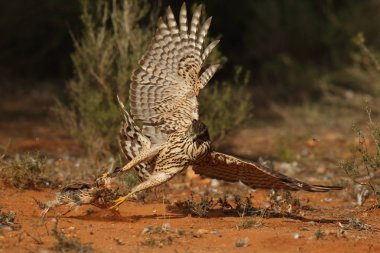 Avcılık Avrasya çakır kuşu