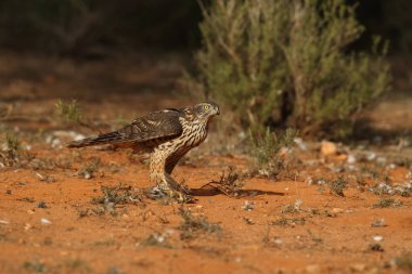 Avcılık Avrasya çakır kuşu