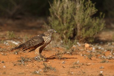 Avcılık Avrasya çakır kuşu