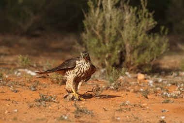 Avcılık Avrasya çakır kuşu
