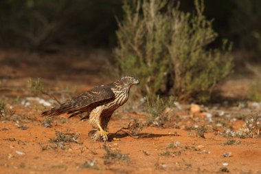 Avcılık Avrasya çakır kuşu