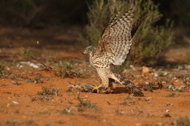 Avcılık Avrasya çakır kuşu