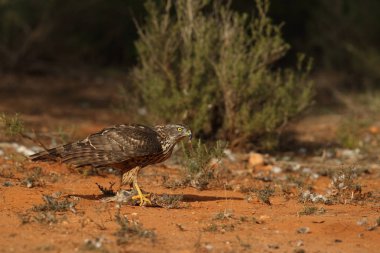 Avcılık Avrasya çakır kuşu