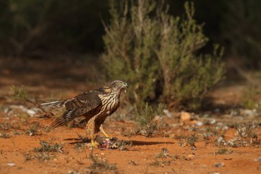 Avcılık Avrasya çakır kuşu