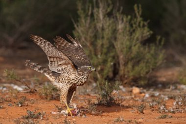 Avcılık Avrasya çakır kuşu