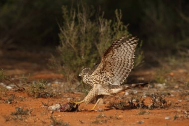 Avcılık Avrasya çakır kuşu