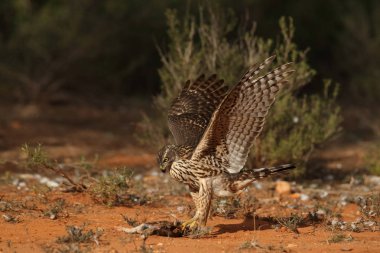 Avcılık Avrasya çakır kuşu